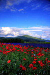 red and purple flowers, Furano, Hokkaido Island, Japan