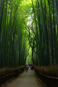 path through a bamboo forest in Kyoto, Japan